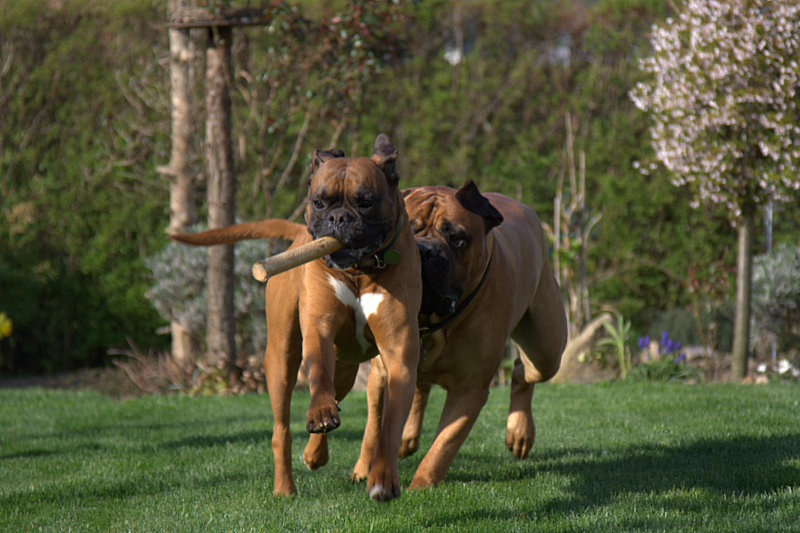 chiens Bullmastiff