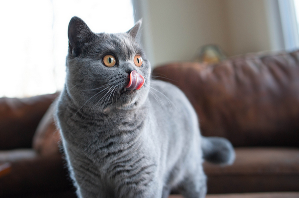 le chat domestique de grande taille le plus populaire en Russie