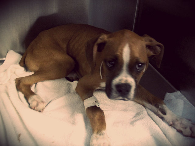 entérite chez les chiens