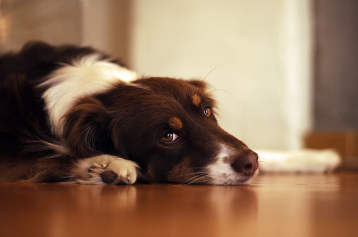 Chien triste souffrant d'allergies