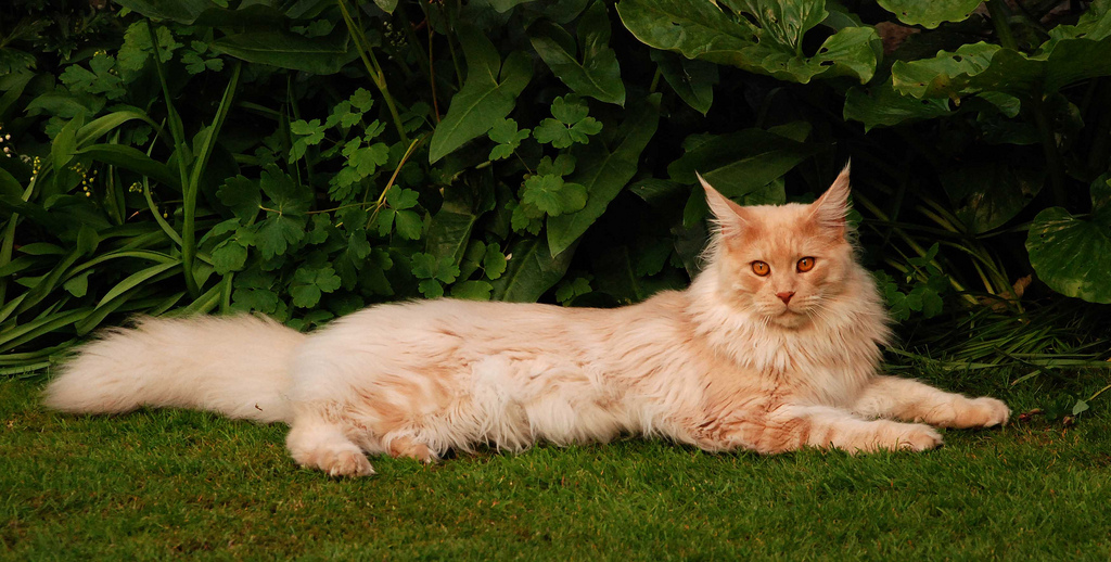 Couleur crème Maine Coon