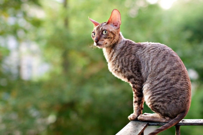 Chats Cornish Rex