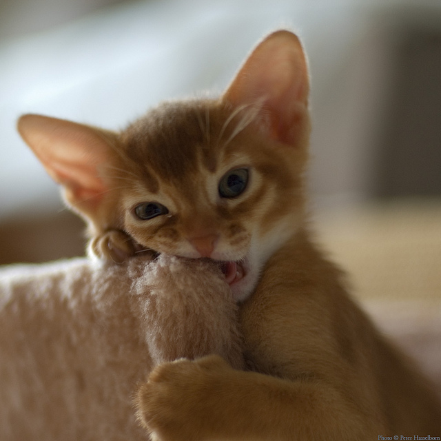 Le chaton fait ses dents.