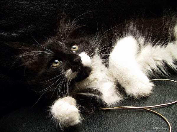 Chat Maine Coon avec des marques blanches