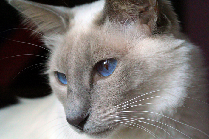 Gros plan d'un chat balinais