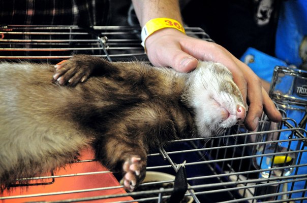 Où assister à un spectacle de zoo à Saint-Pétersbourg