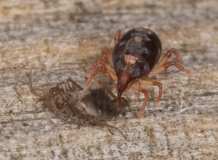 Acariens cutanés chez les chiens