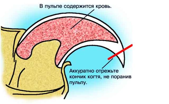 Comment couper les griffes d'un chat