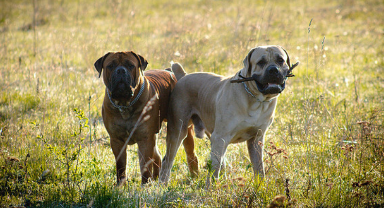 Boerboels sud-africains