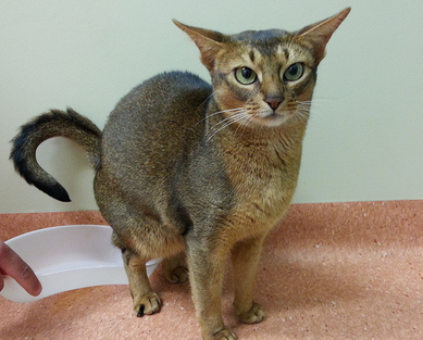 Incontinence urinaire chez les chats