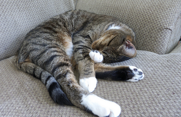 anémie chez les chats