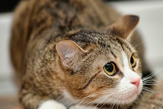 Le chat ressent-il du stress ?