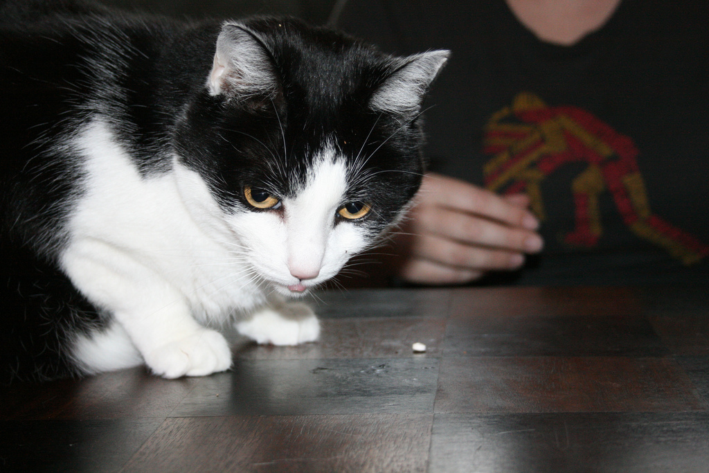 Le chat a recraché la pilule.