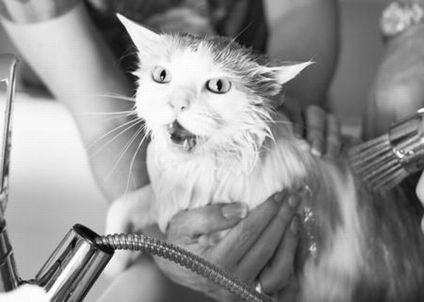 Baigner un chat : à quelle fréquence faut-il baigner un chat ? Règles à suivre pour baigner un chat. Comment bien baigner un chat ?