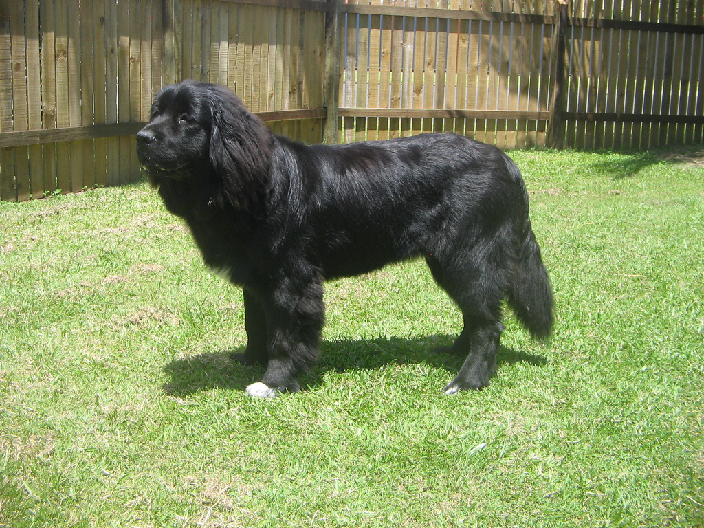 Terre-Neuve dans le jardin