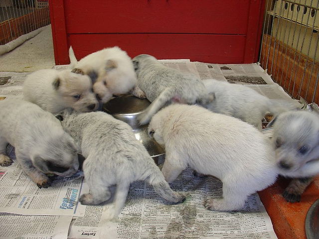 Le régime alimentaire est très important pour la santé future du chiot.