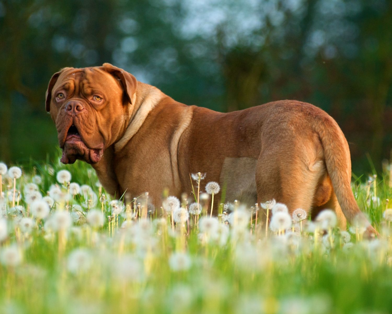 Dogue de Bordeaux