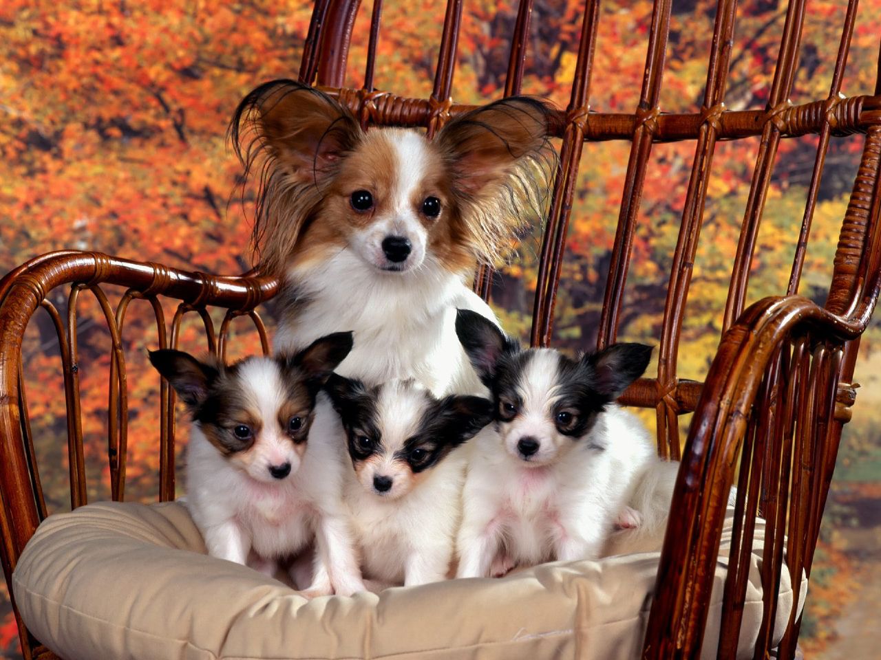 papillon et chiots