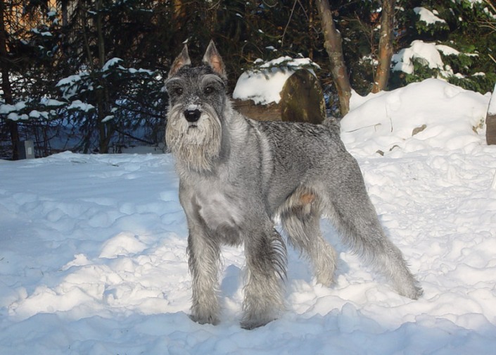 Schnauzer moyen dans la neige