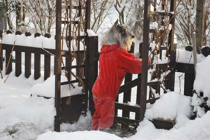Un schnauzer mittel garde la maison