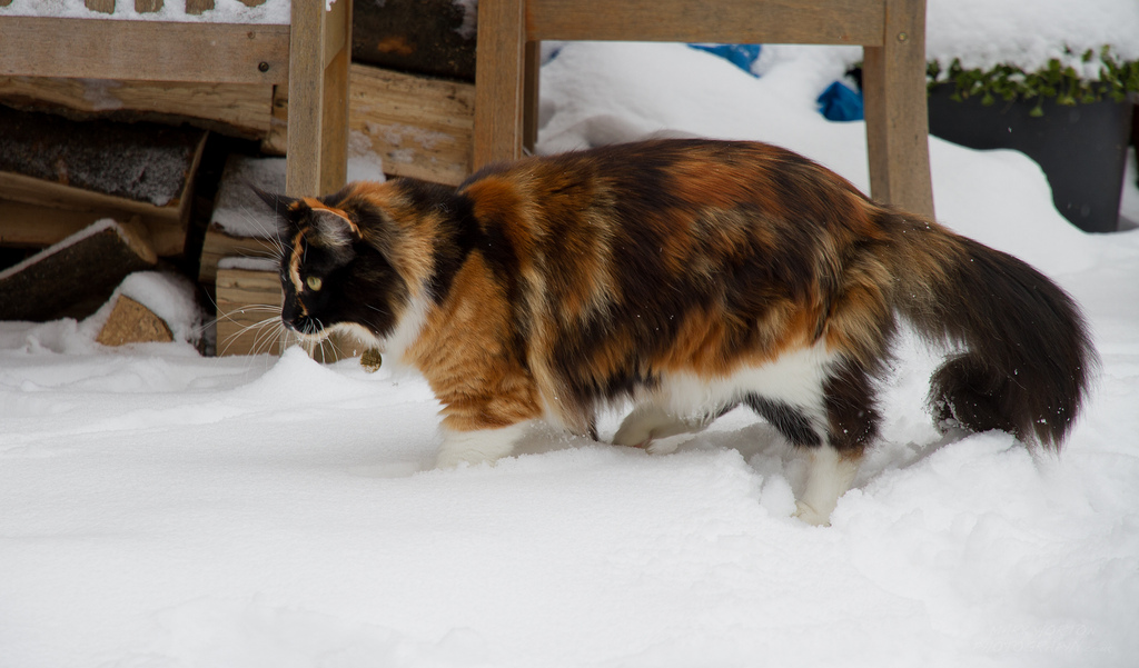 Chat Maine Coon écaille de tortue