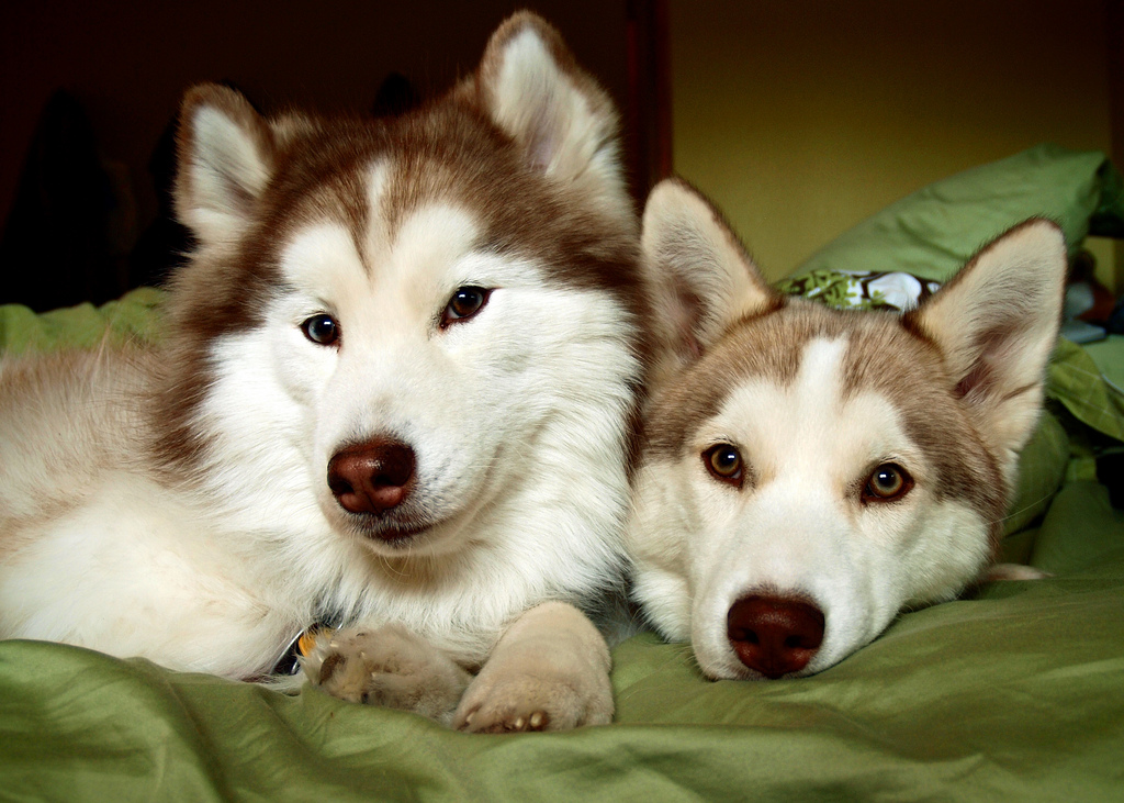 Personnalité de Husky de Sibérie