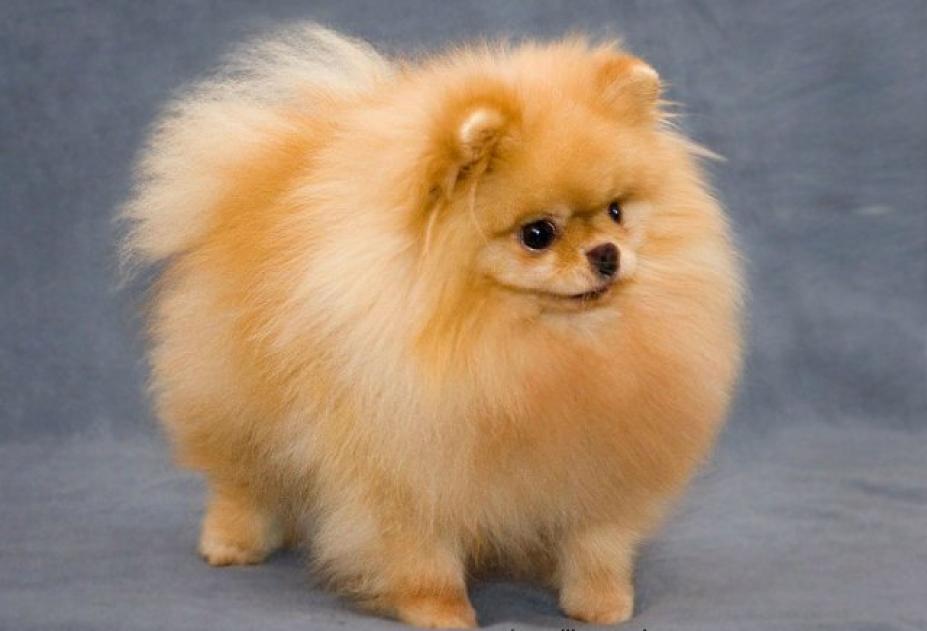 Spitz, race de chien Poméranien