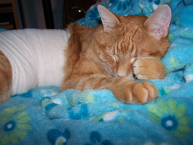 Traitement de la gastrite chez le chat