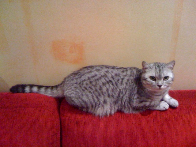 chat tacheté britannique