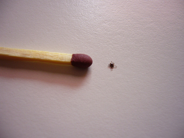 tiques sur des chats affamés