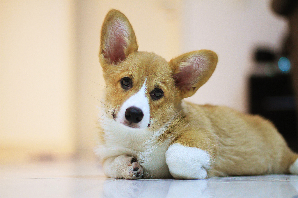 Un Welsh Corgi est allongé sur le sol