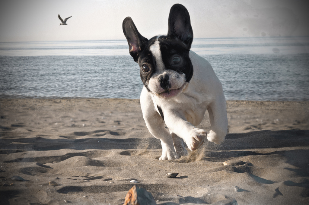 Bouledogue français jouant