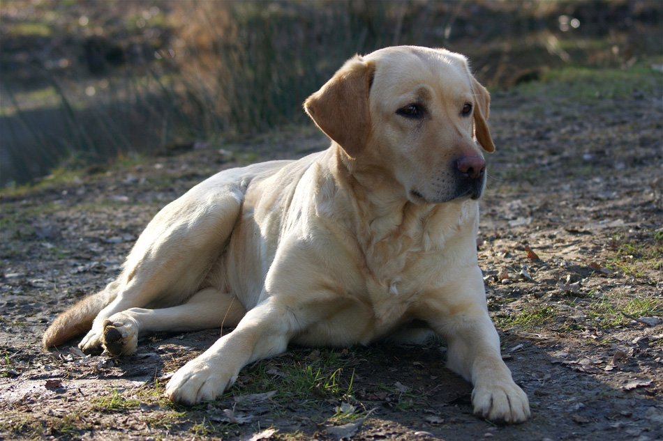Un labrador est allongé sur le sol.