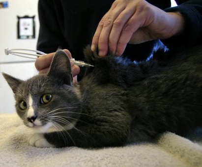 Puce électronique pour chats