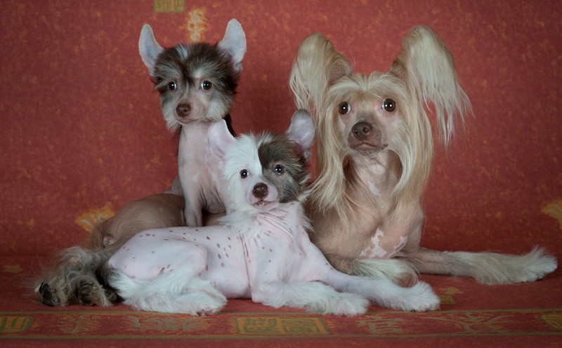 Chien chinois à crête et chiots