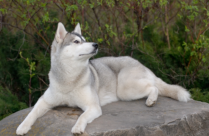 Husky sibérien sur la photo