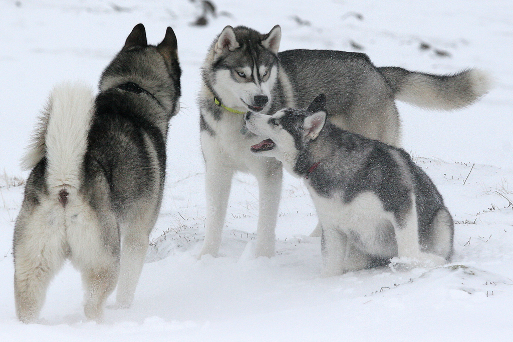 Huskies de Sibérie