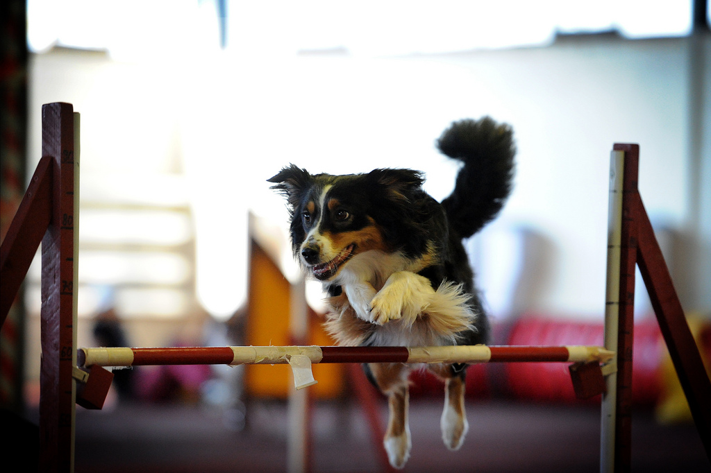 cours général de dressage canin