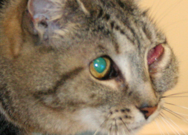 Conjonctivite chez un chat