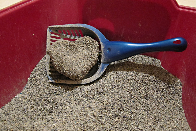 La litière agglomérante se présente sous de nombreuses formes.