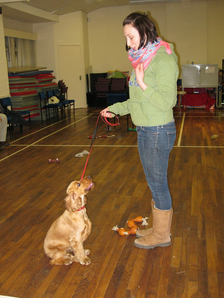 Le chien obéit à l'ordre de s'asseoir.