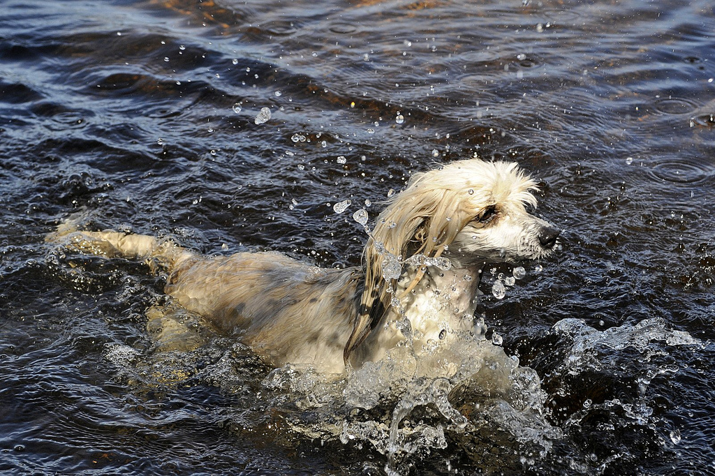 Chien chinois à crête dans l'eau