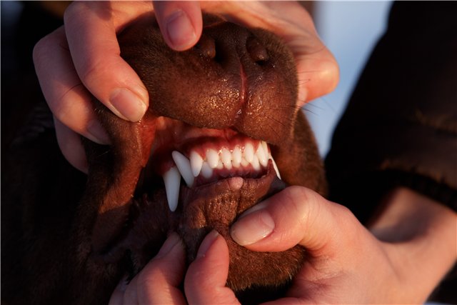 malocclusion canine