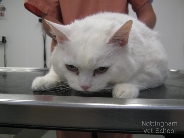 Symptômes du diabète chez les chats