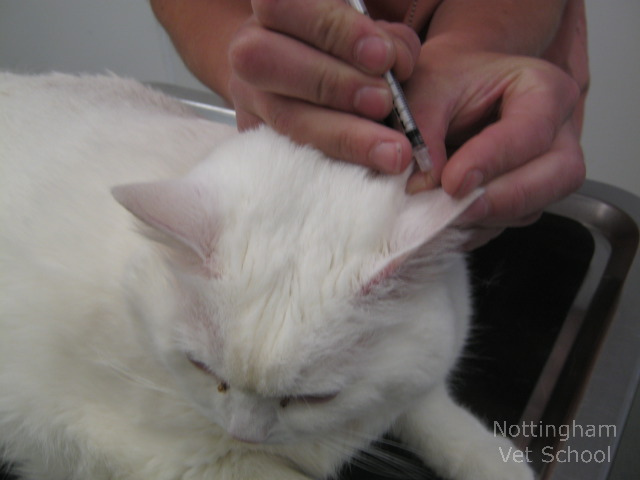 Perçage d'oreille chez un chat diabétique