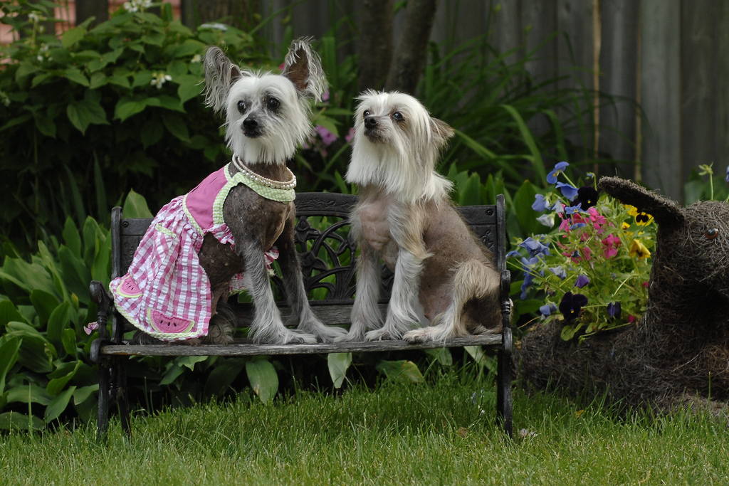 Chien nu chinois portant des vêtements à la mode