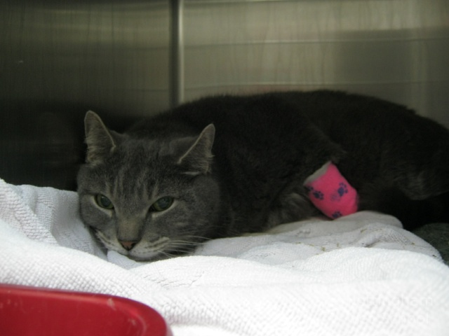 Traitement d'une pancréatite chez un chat