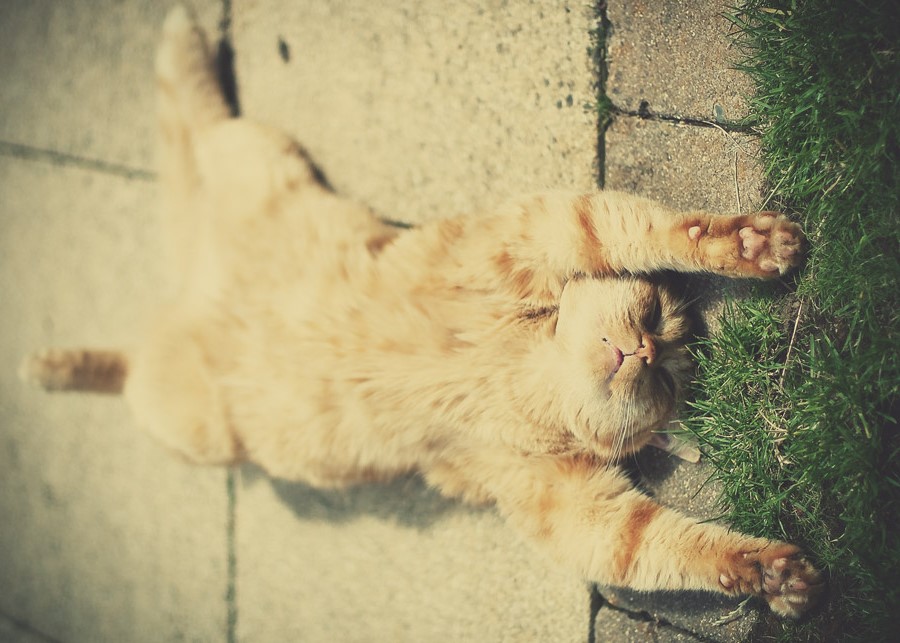 Le chat est sur le chemin