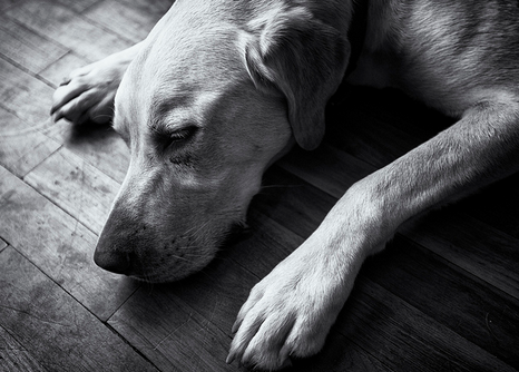 Allergie du chien au poulet