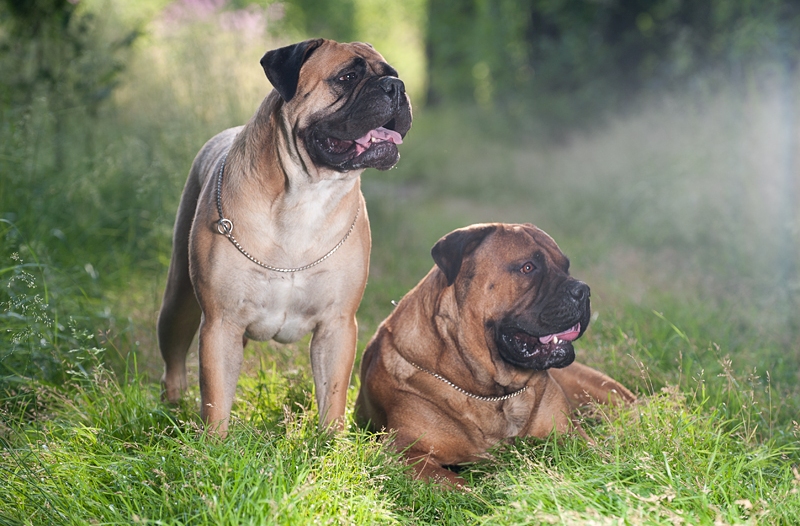 Les bullmastiffs sont d'excellents chiens de garde.